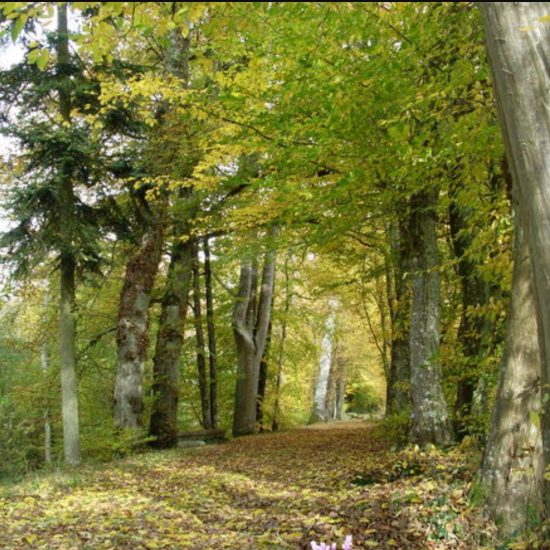 2.1.1 Allée de Rancé Printemps